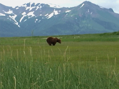 A bear in a grassy landscape, with snowy mountains in the distance.