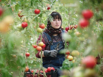 A woman harvesting tomatoes.