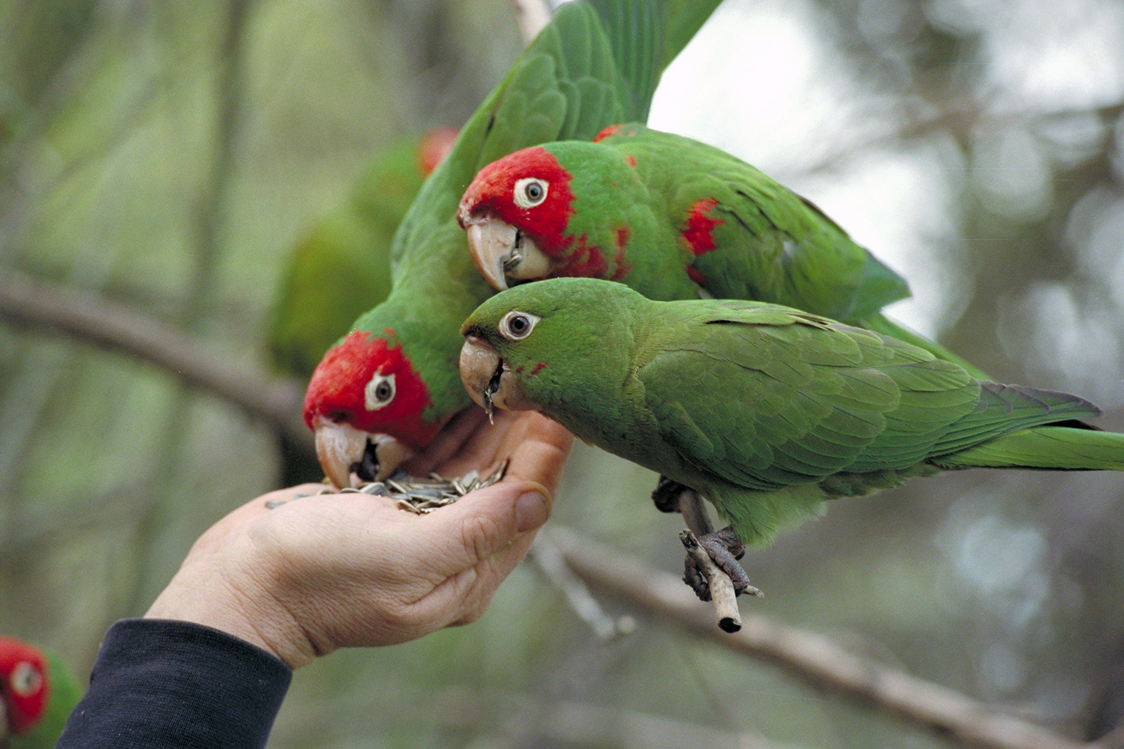 The Wild Parrots of Telegraph Hill (2003)