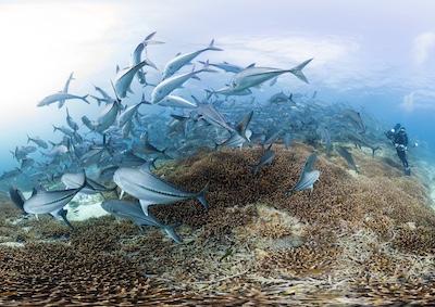 A school of large fish swimming at the sea floor.