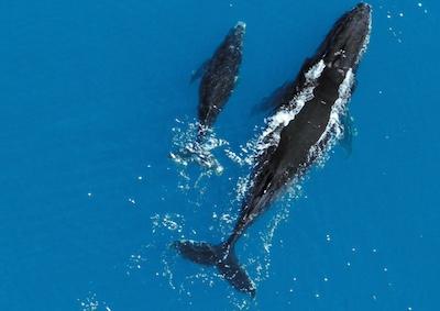 A young whale and a grown whale swimming in the ocean.