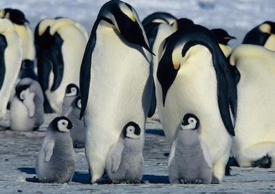 A group of young and adult penguins.