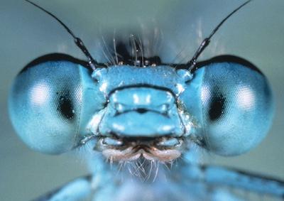 Closeup of an insect's large eyes.