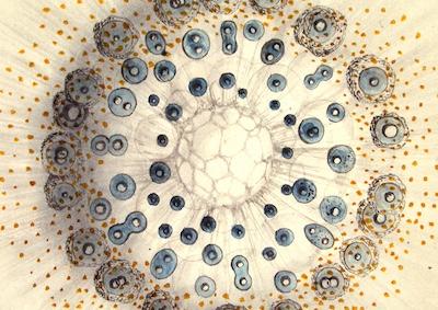 A drawing of what looks like a microscopic organism.