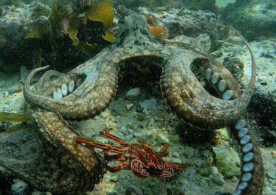 An octopus and a crab in the ocean.