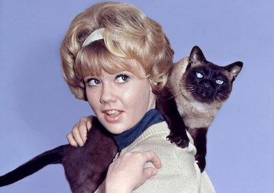 Watch that darn online cat 1965 online free